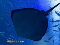 -珠海长隆海洋王国