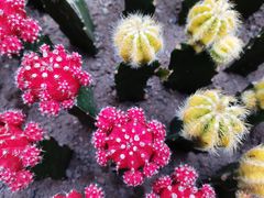 -南山植物园
