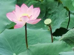 -荔湾湖公园
