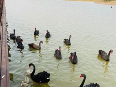 -南大港湿地风景区