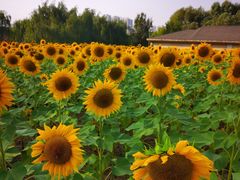 -长白岛森林公园