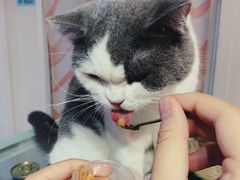 -Heymao猫咖.咖啡厅(东门店)