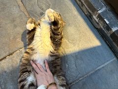 -四喜小胖·北京涮肉(五道营店)