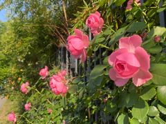 -杭州观成实验学校