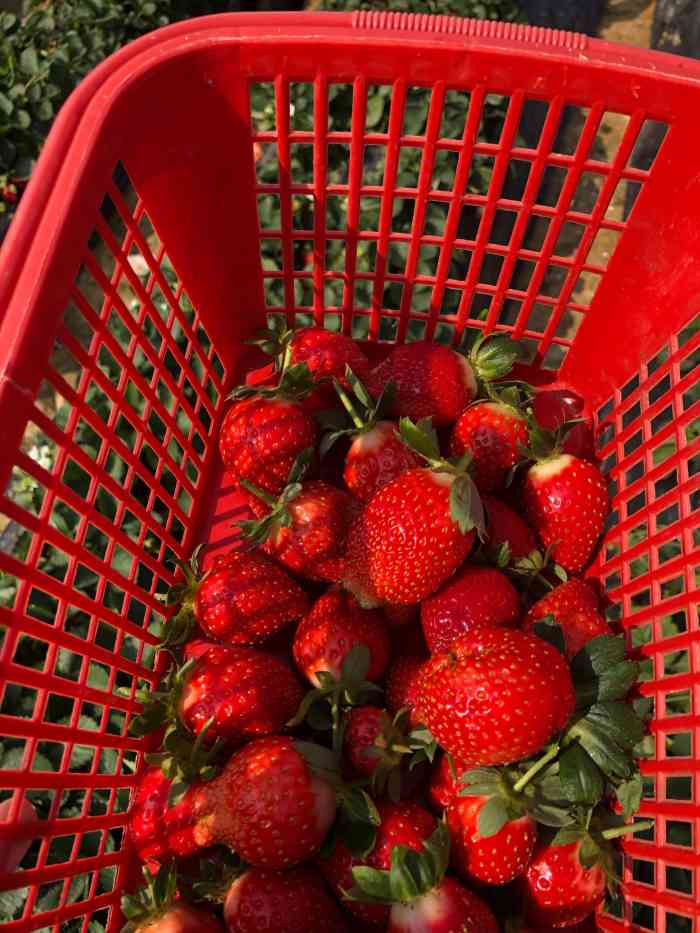 兴旺草莓园-"1-24记录生活 交通06:不是附近."-大众点评移动版