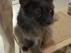 -平行世界·猫咖(首经贸店)