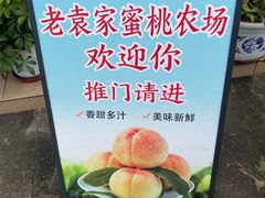 -老袁家蜜桃农场·阳山水蜜桃