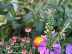 -深圳市中科院仙湖植物园