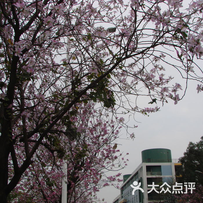 华南农业大学泰山区图片