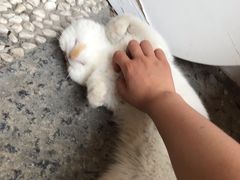 -喵屿·大理花园猫咖