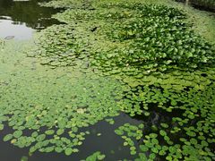 -长春市南湖公园