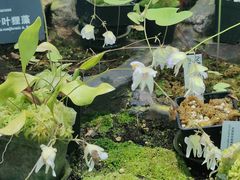 -国家植物园南园