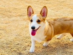 -趣玩宠物乐园寄养训犬训狗游泳池