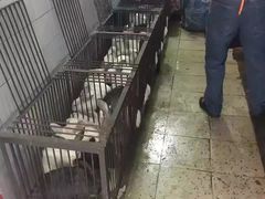 -温江公平红烧兔(总店)