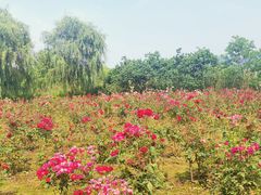 -白塔湖国家湿地公园
