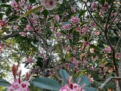 -梧桐山风景名胜区