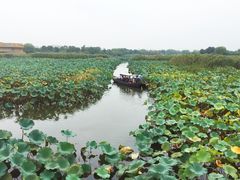 -荷塘月色湿地公园·向阳花洲