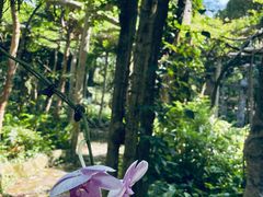 -广西壮族自治区药用植物园