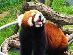 -西霞口神雕山野生动物世界