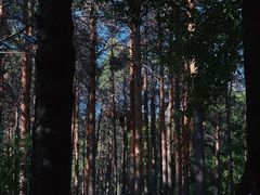 -黑龙江省森林植物园