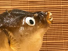 -玄品河豚(那覇國際通里之関)