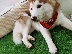 -Husky Go! 哈士奇体验馆·宠物咖啡厅狗咖