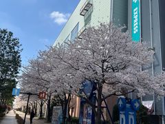 -台场海滨公园船码头