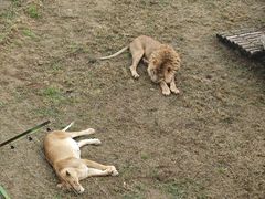 -青藏高原野生动物园
