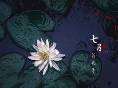-陈家山荷花公园