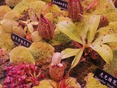-中国科学院西双版纳热带植物园