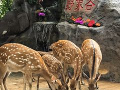 -野象谷景区