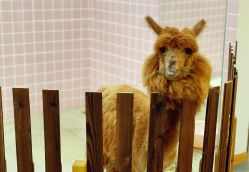 -Moni星球萌宠·小马宝莉·灵蛇·高端高阶全萌宠互动体验俱乐部(红豆国际广场店)