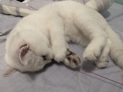 -lincat·猫舍(广州店)