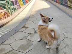 -帕帕拉兹宠物(亚洲旗舰店)