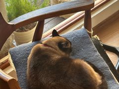 -有猫主题·治愈系猫咖(曾厝垵店)