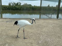 -盐城丹顶鹤湿地生态旅游区