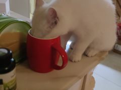 -柚子猫舍·精品猫舍购猫·猫咪认养·购宠·宠物店