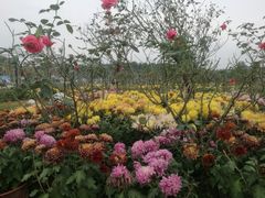 -都江堰玫瑰花溪谷