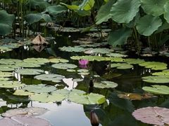 -国家植物园南园