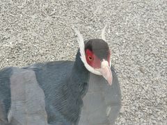 -青藏高原野生动物园