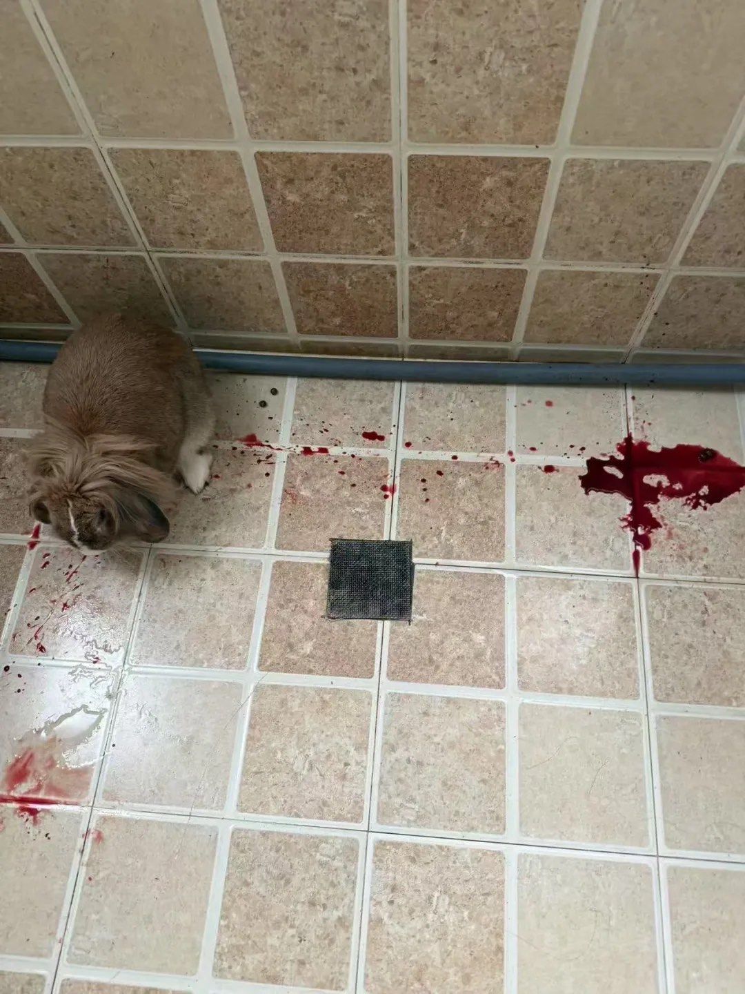 频繁尿血的兔兔就医记