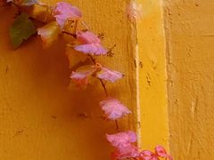 -西园寺