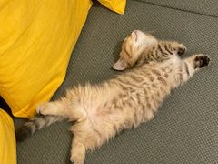 -momokira米努特·德文卷毛猫·棉花面纱犬