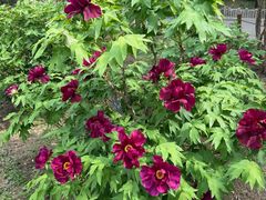 -国家植物园南园