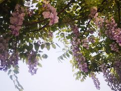 -嘉定紫藤园