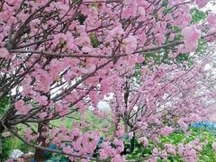 -天适樱花悠乐园