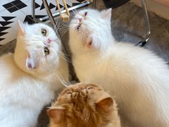 -More Fun猫咖 二十只万元加菲主题
