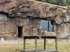 -大连森林动物园