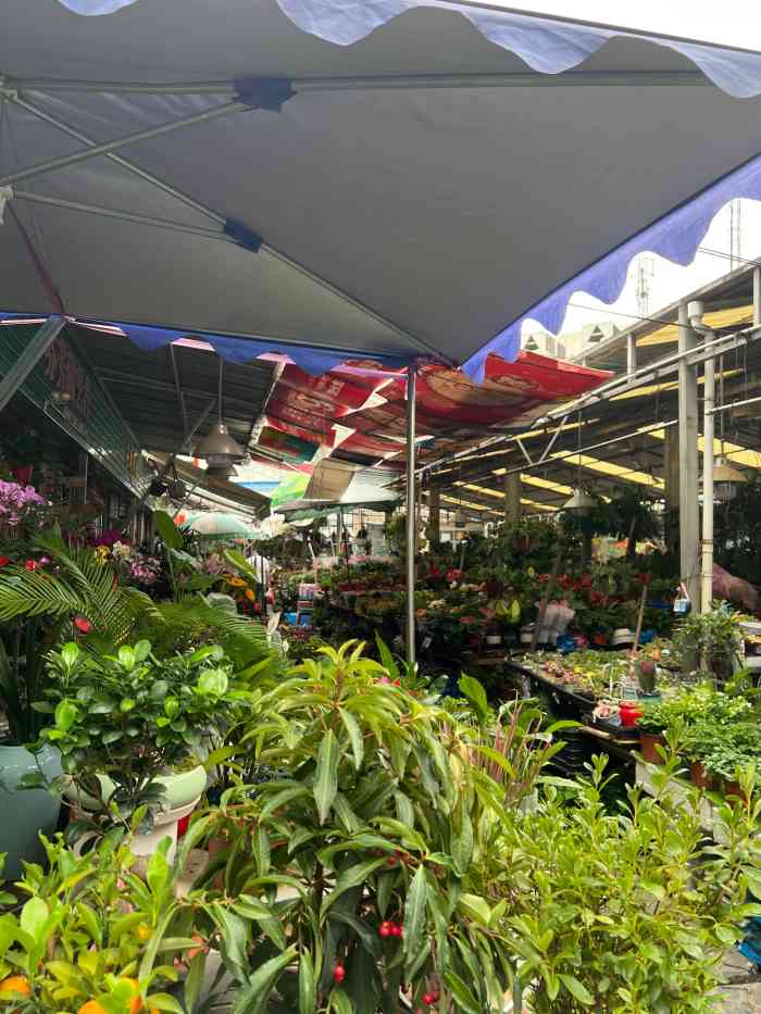 曲阳花鸟市场已经有很长的历史了和十几年前比起来环境还是那样但是