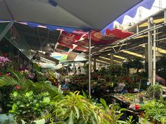 -曲阳花鸟市场(曲阳路店)